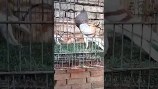 English Pouter pigeon ||England breed|| #birds #parrot