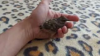 птенец посметюх.13 день.полеты🐥🤟😁