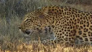Leopard Cat Call - Leopard Chuffing Or Leopard Sawing? | Shamwari Game Reserve South Africa