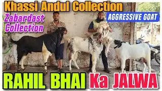 Khassi Andul Goat Collection RAHIL BHAI | Sojat Kota Hyderabadi Bakre In Bhiwandi |@Rizwankranti