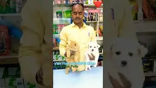 Pet shop Warangal,Persian Cat's for sale Pomeranian puppy for sale vani fish world pet shop#shorts