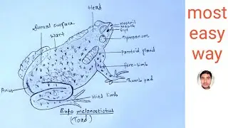 How to draw toad || Bufo melanostictus || Most easy way