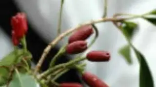 MUNGAKESHA KISIMANI - SWAHILI TARAAB SONG