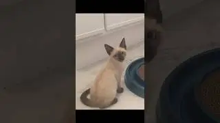Мы усыновили дикого котенка ❤️