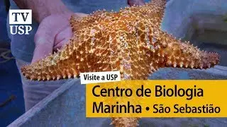 ▶ Visite a USP | Centro de Biologia Marinha (CeBiMar)