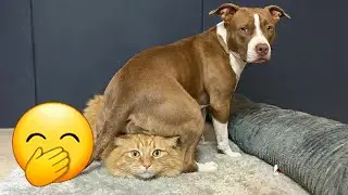 Funny and clever animal video clips 🤣 A compilation of the funniest moments of dogs and cats 🥱