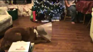 Funnel Head with her Weasel