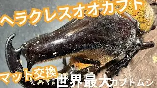 世界最大のカブトムシのマット交換