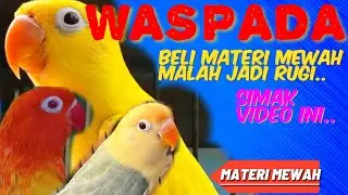 TONTON SAMPE HABIS VIDEO INI,BIAR GA RUGI SAAT MEMBELI MATERI TERNAK LOVEBIRD TAHUN 2025