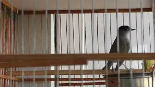 песня новой черношляпки🤗