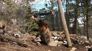 Join Digger and Emmett for Campsite Bear Awareness Tips