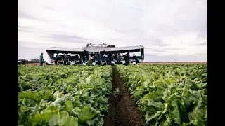 Salinas Romaine Field Tour
