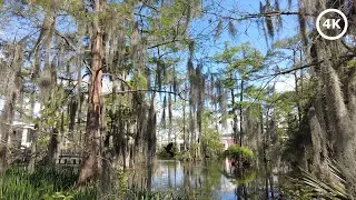 Swamp Scenes | Peaceful Ambient Bird Watching + Sounds | Cypress Lake ULL Campus | Louisiana | 4K