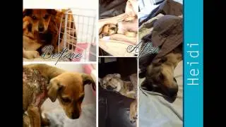 New Beginnings Rescue Centre