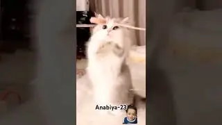 #cat #cutecat #kitten #catlover #funny #pets #cute #catvideos #funnyanimals#babaylan