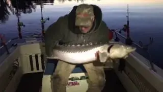 Delta White Sturgeon Therapy