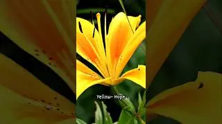 What Emotions Colors Denote | Part 1 #emotion #colors