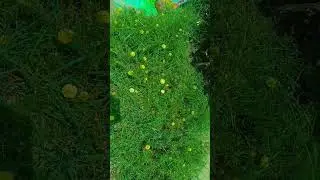 # so many flowers in my garden #archana #garden # official #shorts
