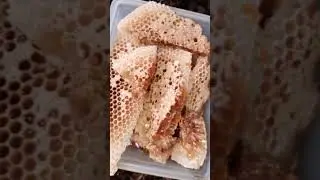 free tutorial paano magpuhag ng laywan sa wild at ilipat sa box