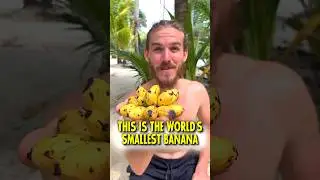 World&rsquo;s Smallest Banana