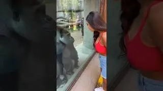 funny moment caught between a girl and a gorilla in a zoo #shortvideo #fypシ゚viral #animalshorts