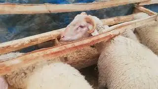 akbaranın ve çakalın yemeklerini verdik koyunun ve toklunun da yemlemesini yaptım keyifler yerinde