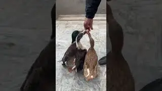 Hungry ducks😂🤣 #life #duck #family #funny #animals #birds #pets #cute #ducklings cute and funny