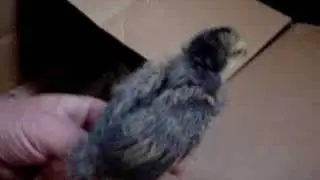 Baby Chicks doing fine!