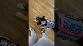 This is How real service Dogs behave In public spaces.
