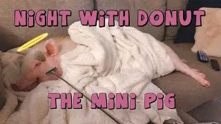 A Night With Donut The Mini Pig