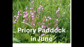 Priory Paddock guide June 2025