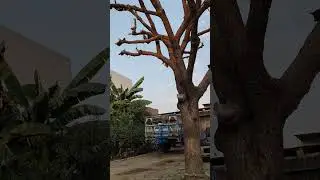 A Glimpse of Nature&rsquo;s Formation: Birds in V-Shape Flight