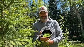 How to Harvest Spruce Tips&hellip;.. Healthy Tea, for Vitamin C!