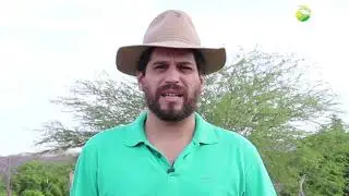 Ovinocultura: Criação e Manejo de Ovinos de Corte no Semiárido