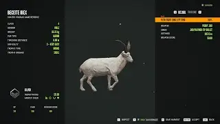 Beceite ibex - 5/Diamond & 3/Albino