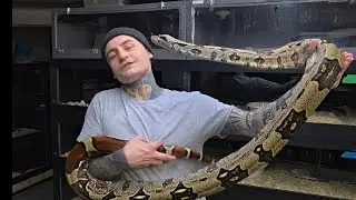 Покажите и расскажите о краснохвостых удавах из Суринама.