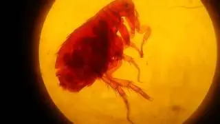 Pulex irritans