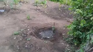 Formiga podadeira tacaram meu p&eacute; de Turmarina doce