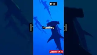 Dive into the World of Blue Sharks! 🌊 #facts #animals #blueshark