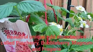 Beautiful unique odd strawberries called Pineberry, Bubbleberry, Magnum and Fragaria