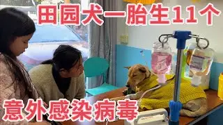 田园犬一胎生11只，母狗意外感染犬瘟病毒，主人开车几十公里送去宠物医院，看看结果究竟如何