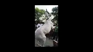 Horse Dance at Independence Day