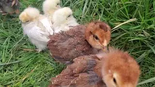 Baby Chicks Meeting Adult Hens - Outdoors For The First Time