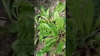 La cicoria selvatica 💚