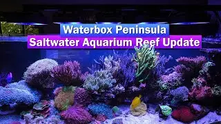 Waterbox Peninsula 7225 - Saltwater Reef Tank Update