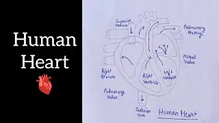 Human heart drawing // Easy human heart drawing // Step by step easy drawing 