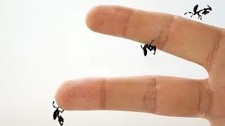 Ghost Mantis (Phyllocrania paradoxa) Unboxing
