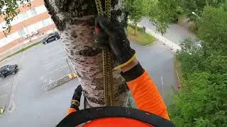Koivun uninen kiipeilykaato ja ISO latva Stihl 201tcm 16