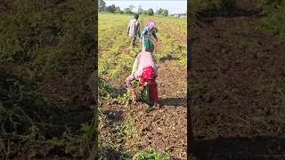 Groundnut 🔥 Indian Farmer 👳 Farm Work #agriculture #satisfying #shot #farming #farmlife #mungfali