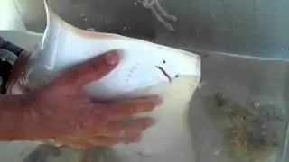 Smooth butterfly ray